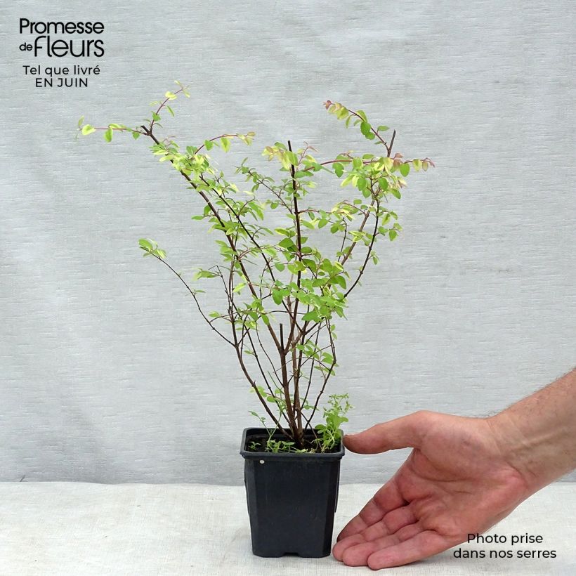 Exemplar von Schneebeere Hancock - Symphoricarpos chenaultii Kleine Töpfe von 8/9 cm wie im Sommer geliefert