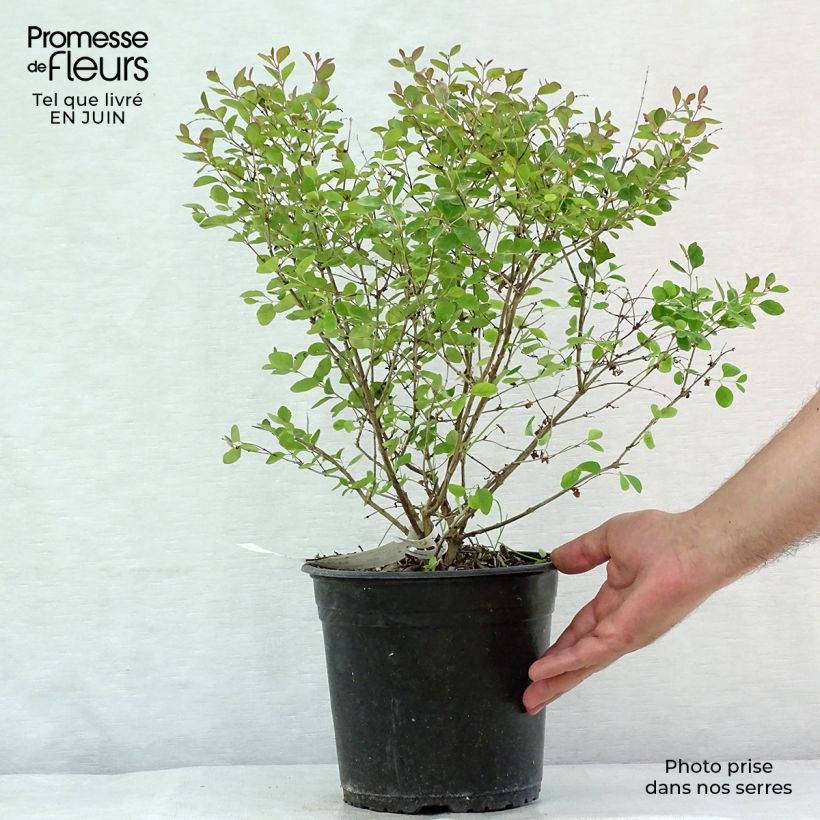 Exemplar von Schneebeere Magical Galaxy - Symphoricarpos Topf mit 3L/4L wie im Sommer geliefert
