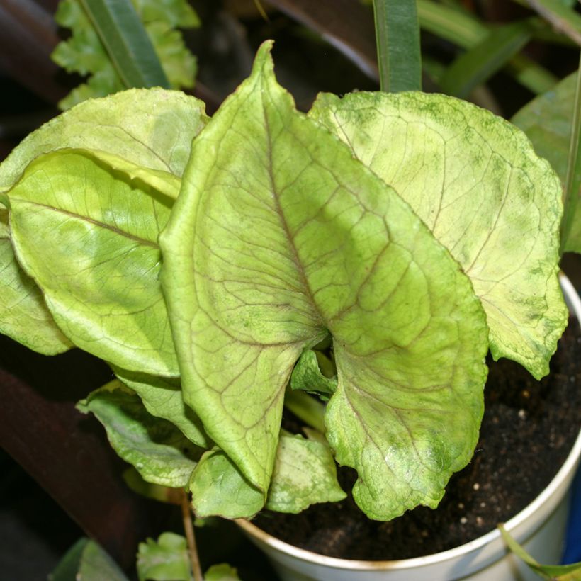 Purpurtute - Syngonium Golden Allusion (Laub)