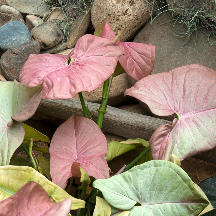 Purpurtute - Syngonium Neon Robusta (Laub)