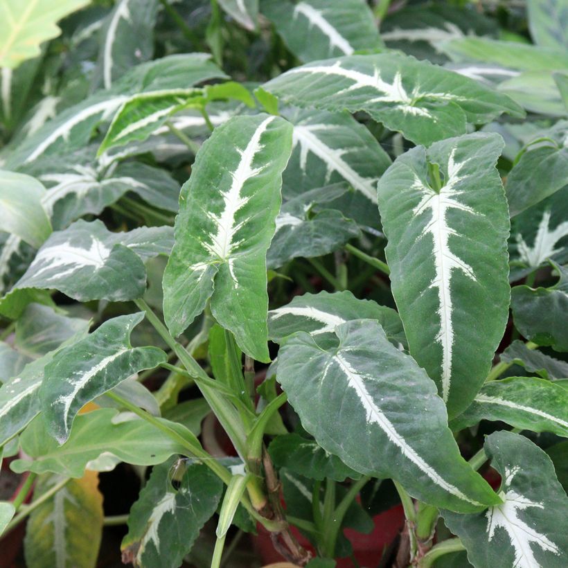 Syngonium wendlandii - Purpurtute (Laub)