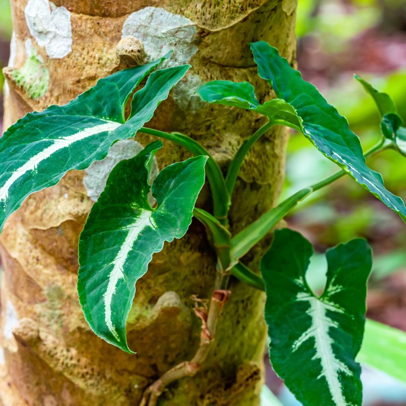 Syngonium wendlandii - Purpurtute (Hafen)