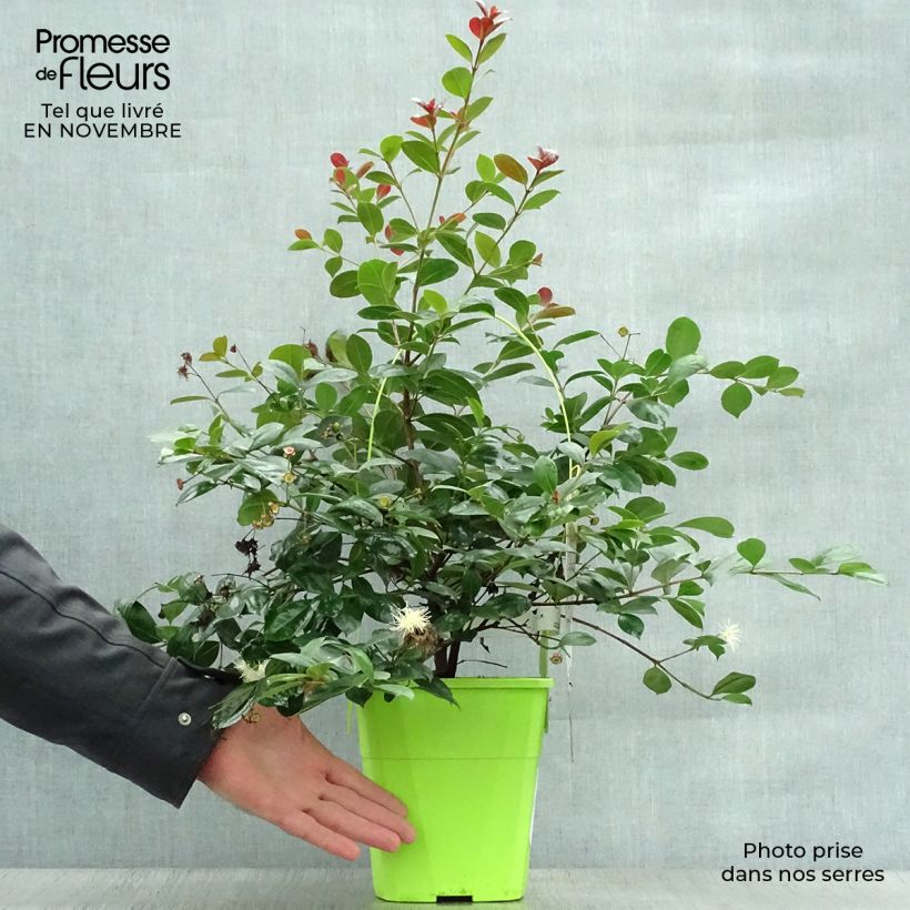 Exemplar von Syzygium australe Big Red - Kirschmyrte Topf mit 4L/5L wie im Herbst geliefert