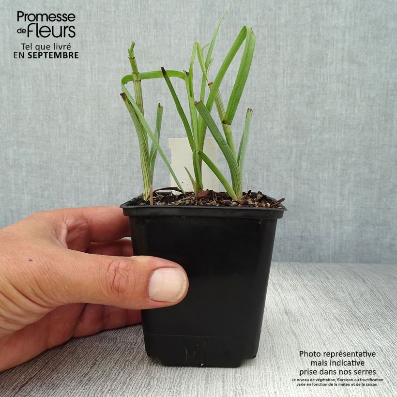Exemplar von Tradescantia virginiana Brevicaulis - Dreimasterblume Kleine Töpfe von 8/9 cm wie im Herbst geliefert