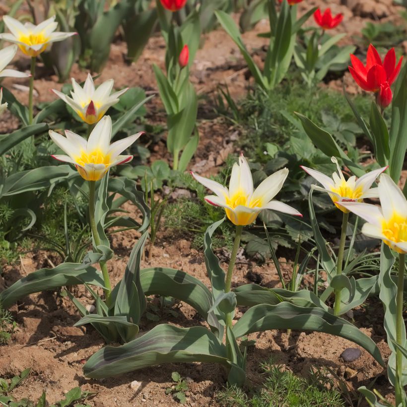 Tulipa greigii White Fire (Hafen)