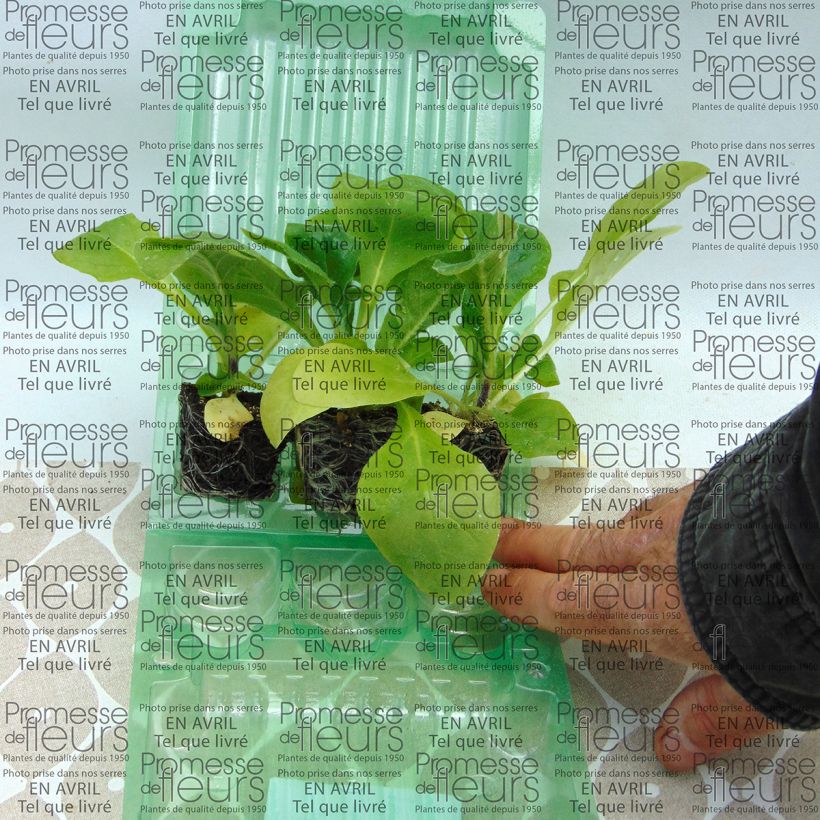 Beispiel eines Exemplars von Blütentabak Marshmallow - Nicotiana mutabilis Mini-Plug Ø 3/4 cm wie geliefert