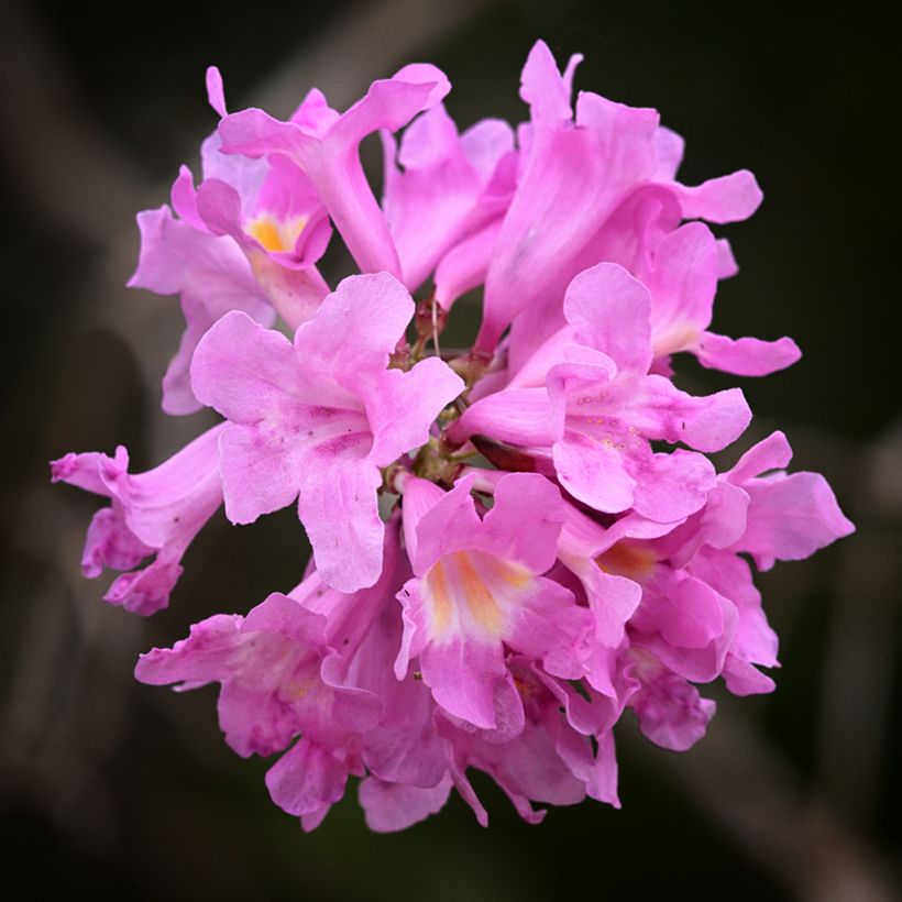 Tabebuia impetiginosa - Roter Lapacho (Blüte)