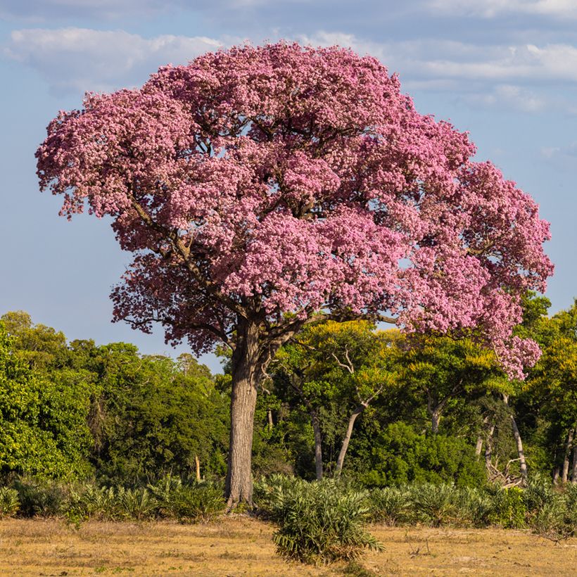 Tabebuia impetiginosa - Roter Lapacho (Hafen)