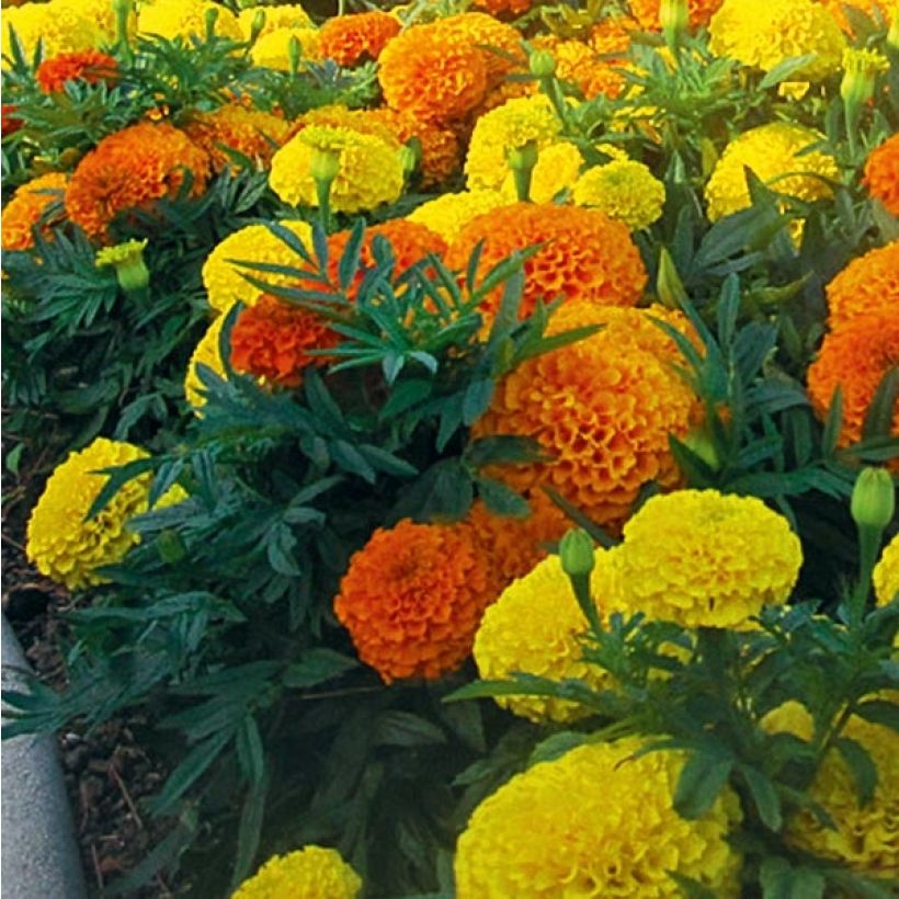Aufrechte Studentenblume F1 Taishan Mix - Tagetes (Laub)