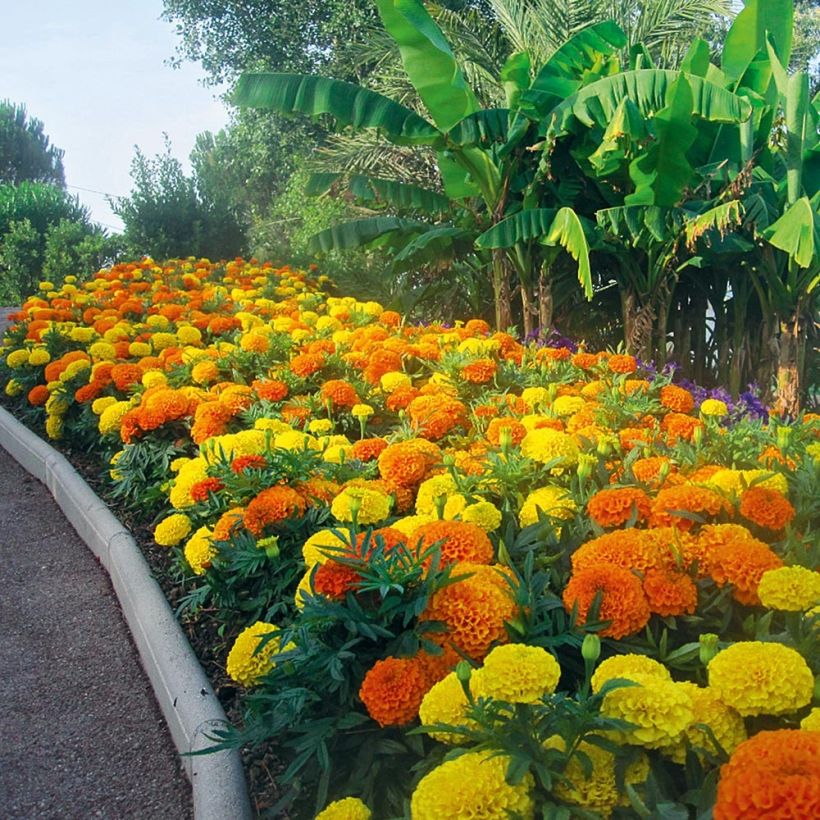 Aufrechte Studentenblume F1 Taishan Mix - Tagetes (Hafen)