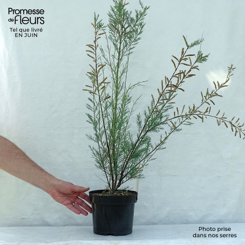 Exemplar von Tamarix ramosissima Hulsdonk White - Sommertamariske Topf mit 3L/4L wie im Sommer geliefert