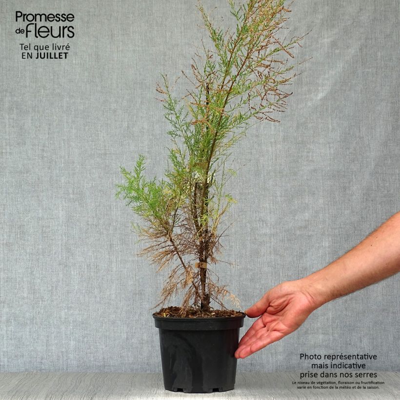 Exemplar von Tamarix ramosissima Pink Cascade - Sommertamariske Topf mit 2L/3L wie im Sommer geliefert