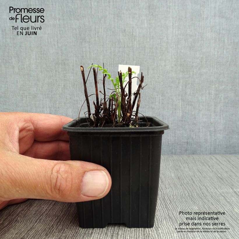 Exemplar von Rainfarn (Pflanzen) - Tanacetum vulgare Kleine Töpfe von 8/9 cm wie im Sommer geliefert