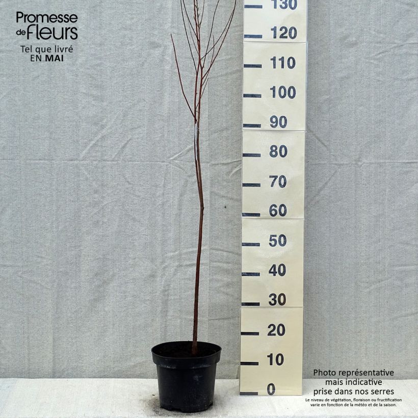 Exemplar von Taxodium distichum - Sumpfzypresse Topf mit 3L/4L wie im Frühjahr geliefert