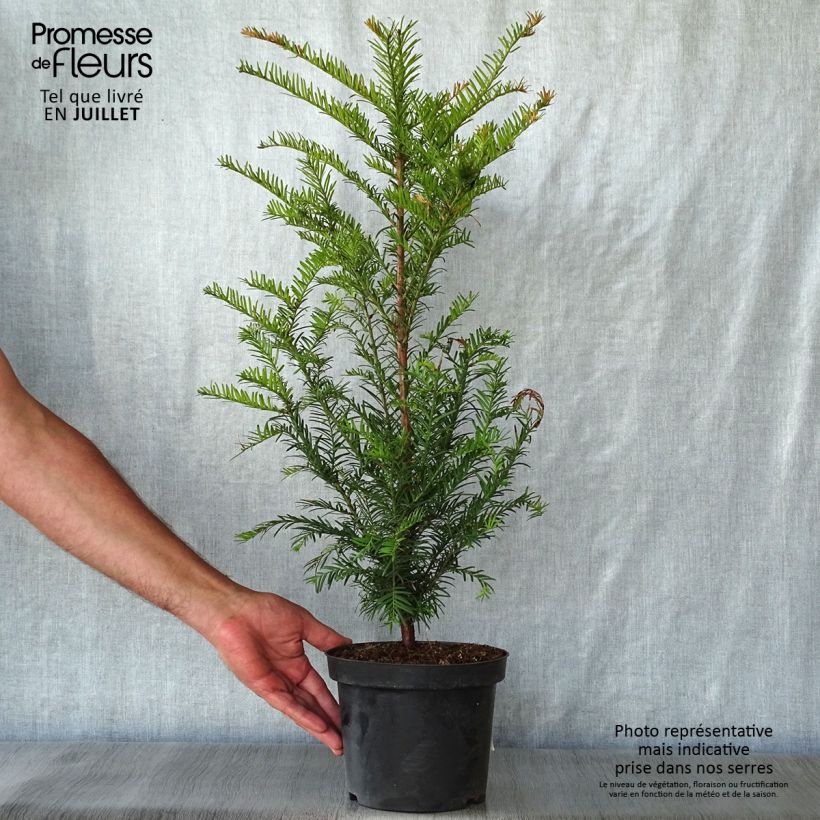 Exemplar von Eibe - Taxus baccata Topf mit 4L/5L wie im Sommer geliefert