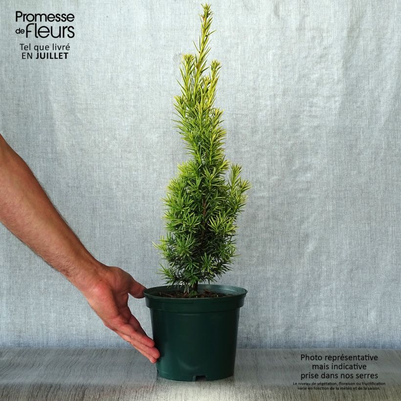 Exemplar von Eibe Fastigiata Aurea - Taxus baccata Topf mit 2L/3L wie im Sommer geliefert