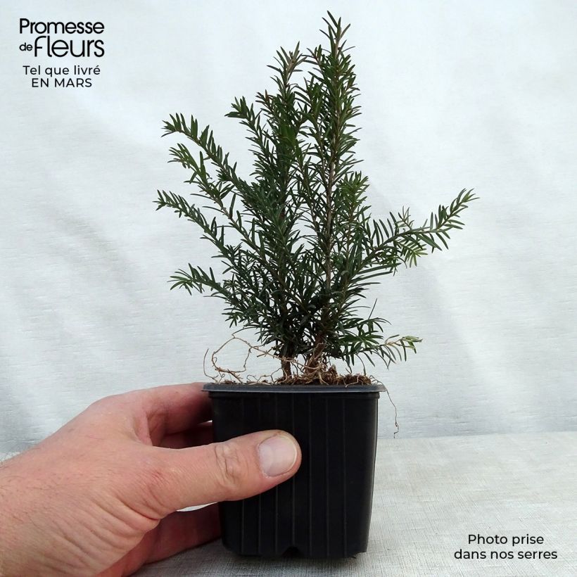 Exemplar von Eibe - Taxus baccata Kleine Töpfe von 8/9 cm wie im Frühjahr geliefert