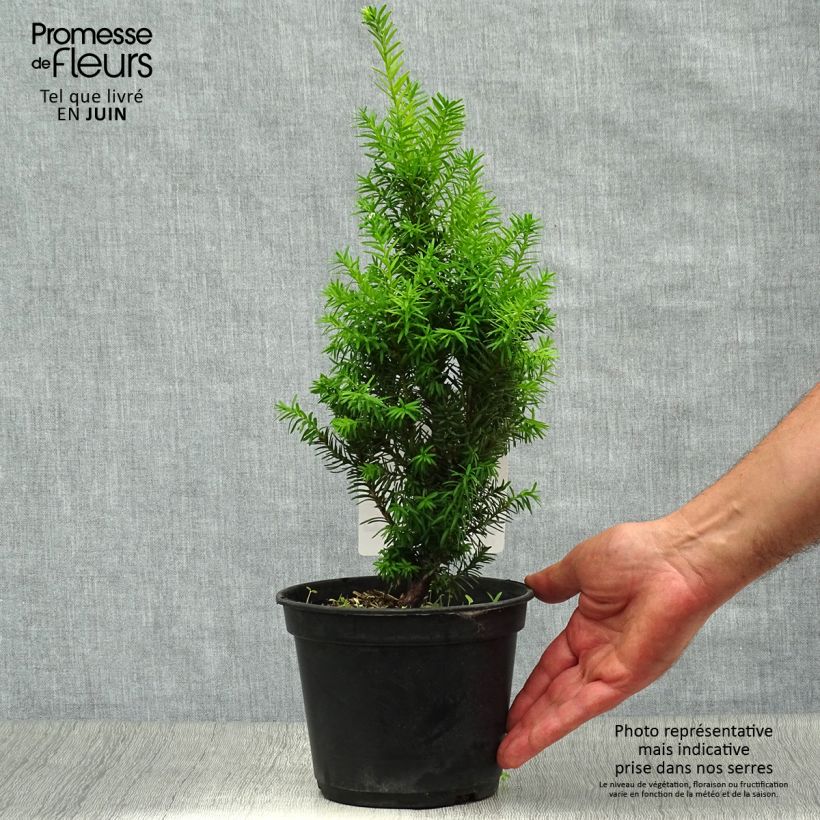 Exemplar von Becher-Eibe Densiformis - Taxus media Topf mit 2L/3L wie im Sommer geliefert
