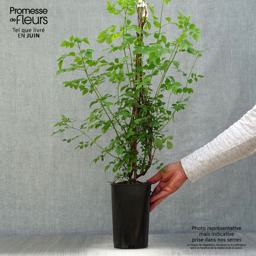 Exemplar von Tecoma capensis - Trompetenstrauch Topf mit 2L/3LGelieferte Höhe ca. 60/70cm wie im Sommer geliefert