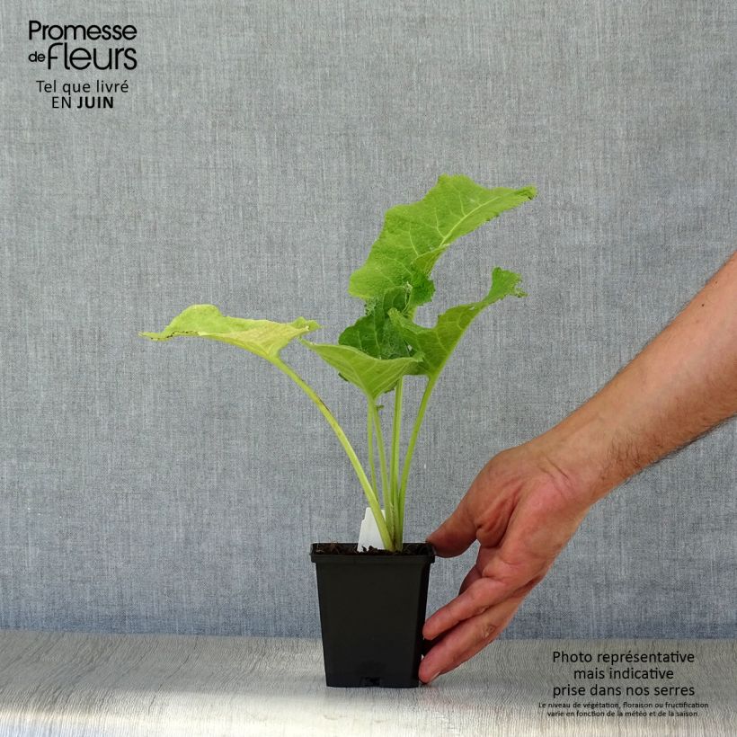 Exemplar von Telekia speciosa - Große Telekie Kleine Töpfe von 8/9 cm wie im Sommer geliefert