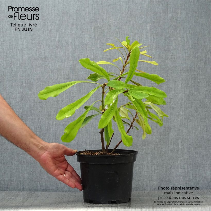Exemplar von Telopea speciosissima Shady Lady Yellow - Telopeie Topf mit 4L/5L wie im Sommer geliefert