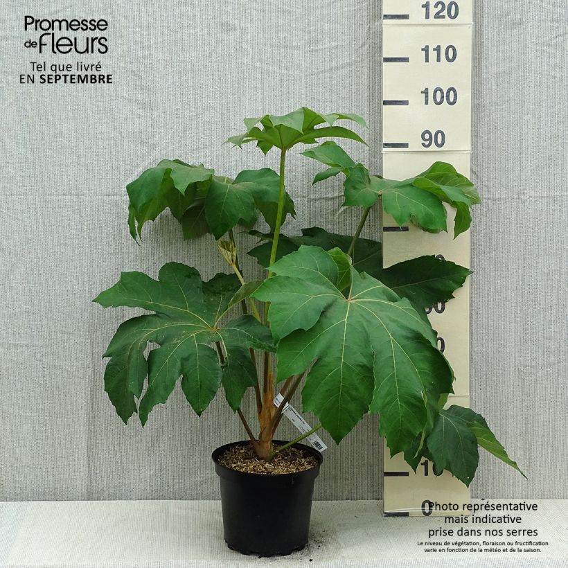 Exemplar von Tetrapanax papyrifera Rex - Reispapierbaum Topf mit 6L/7L wie im Sommer geliefert