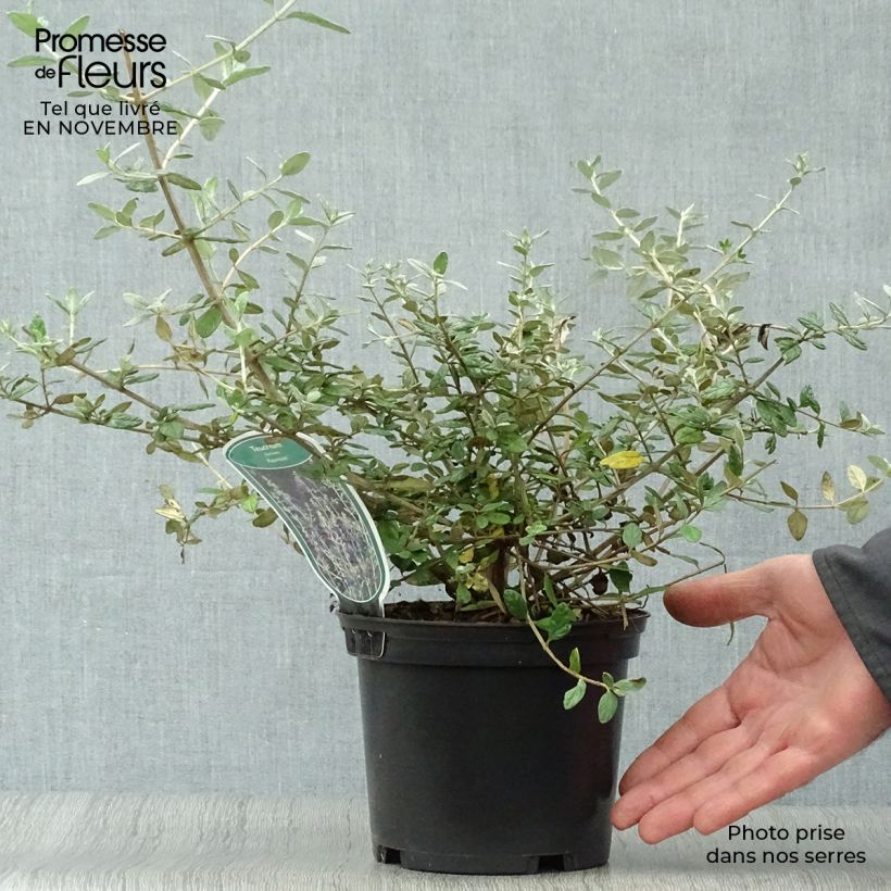 Exemplar von Teucrium fruticans Azureum - Strauchiger Gamander Topf mit 2L/3L wie im Herbst geliefert