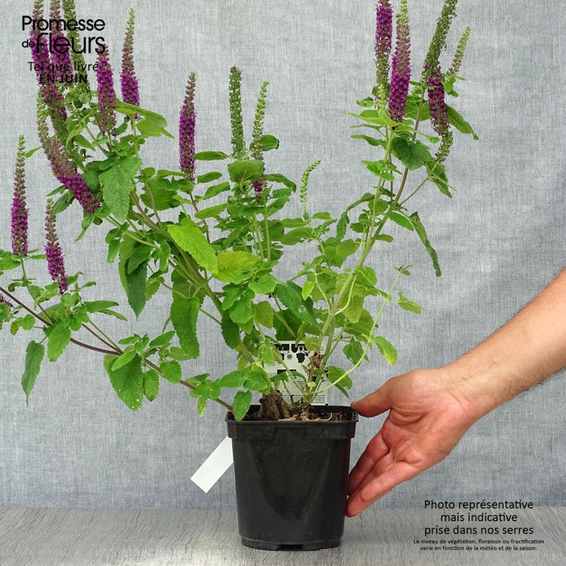 Exemplar von Teucrium hircanicum Paradise Delight - Kaukasus-Gamander Topf mit 2L/3L wie im Sommer geliefert