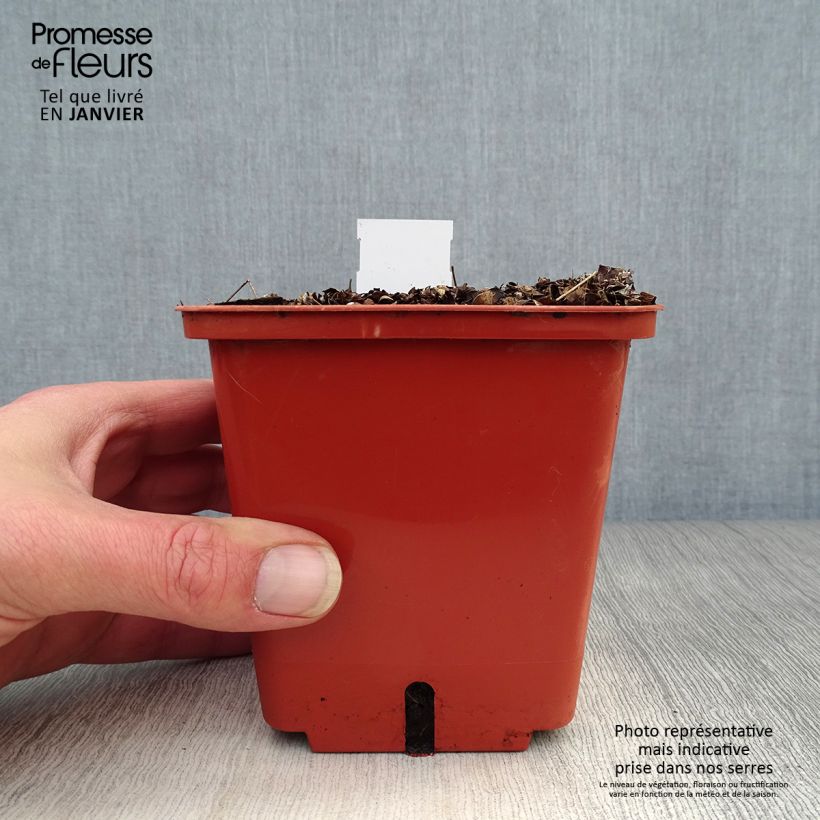 Exemplar von Thalictrum Chantilly Lace - Wiesenraute Topf mit 1L/1,5L wie im Winter geliefert