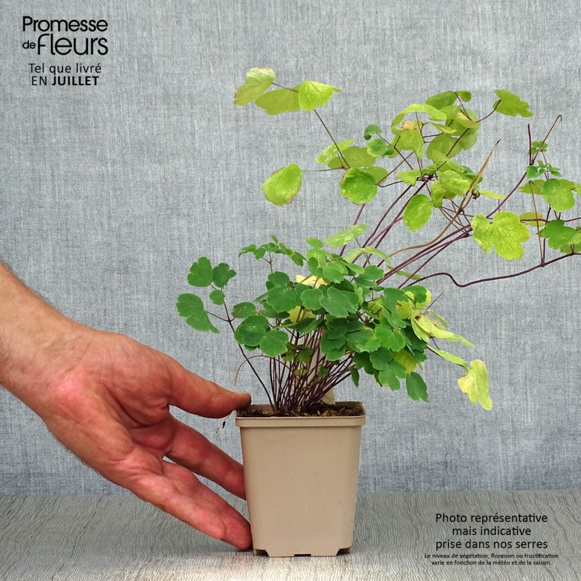 Exemplar von Thalictrum Little Pinkie - Wiesenraute Kleine Töpfe von 8/9 cm wie im Sommer geliefert
