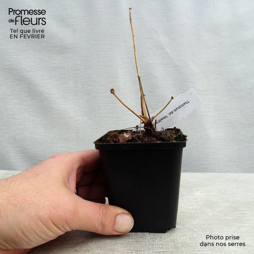 Exemplar von Thalictrum delavayi Hewitt's double - Delavays Wiesenraute Kleine Töpfe von 8/9 cm wie im Winter geliefert