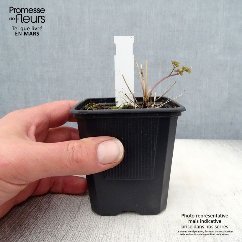 Exemplar von Thalictrum delavayi Hewitt's double - Delavays Wiesenraute Kleine Töpfe von 8/9 cm wie im Frühjahr geliefert