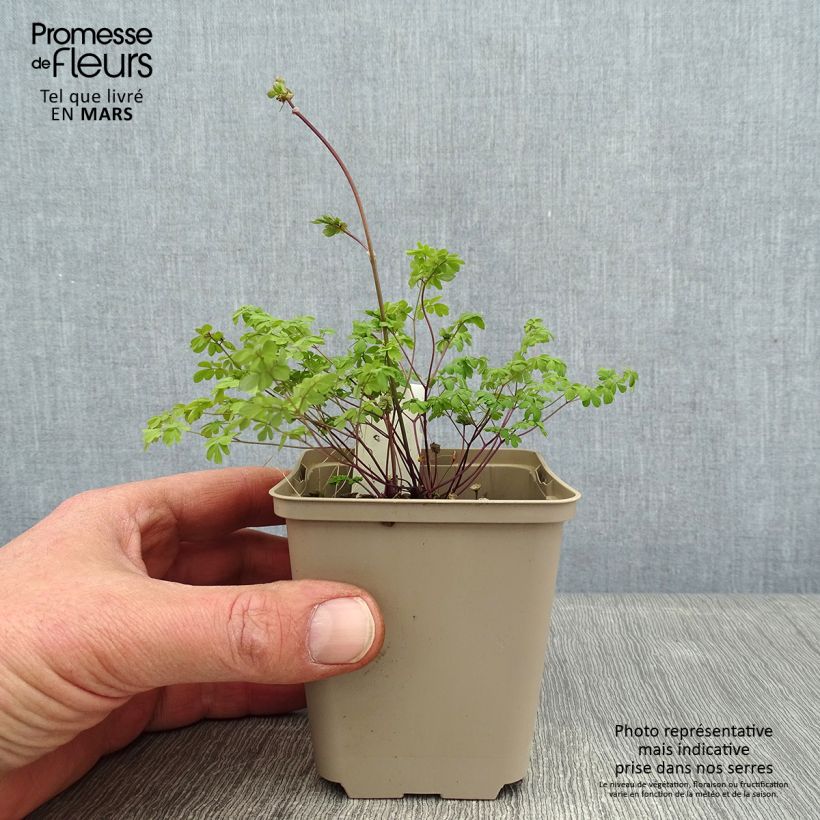 Exemplar von Thalictrum petaloideum - Wiesenraute Kleine Töpfe von 8/9 cm wie im Winter geliefert