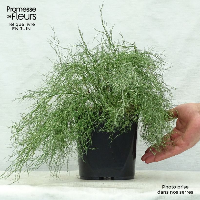 Exemplar von Thamnochortus cinereus - Restio Topf mit 3L/4L wie im Sommer geliefert