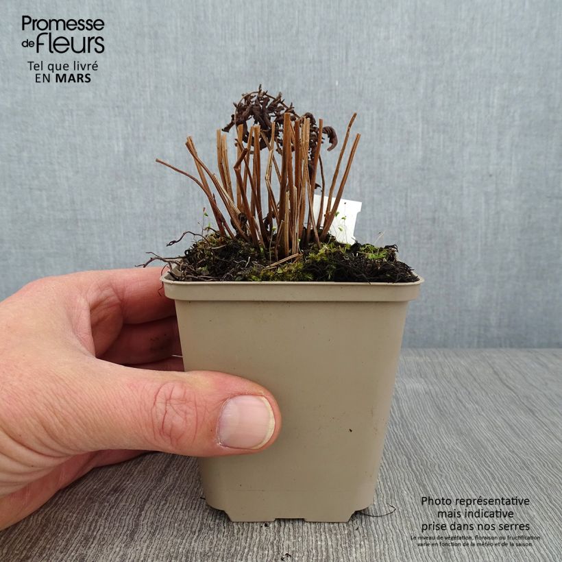 Exemplar von Thelypteris kunthii - Kunths Sumpffarn Kleine Töpfe von 8/9 cm wie im Winter geliefert