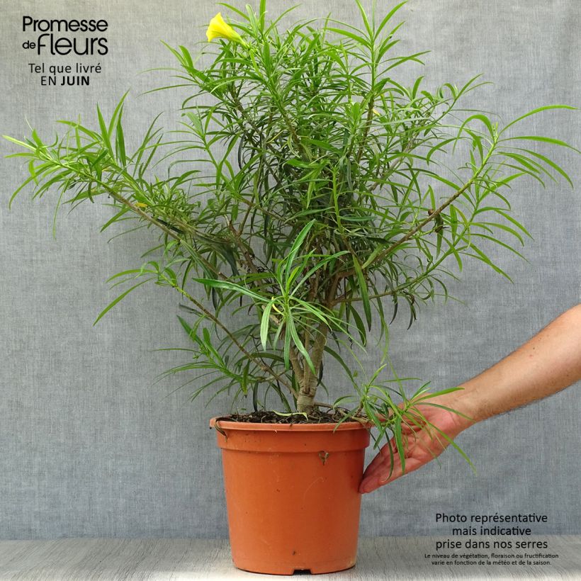 Exemplar von Thevetia peruviana - Gelber Schellenbaum Topf mit 7,5L/10L wie im Sommer geliefert