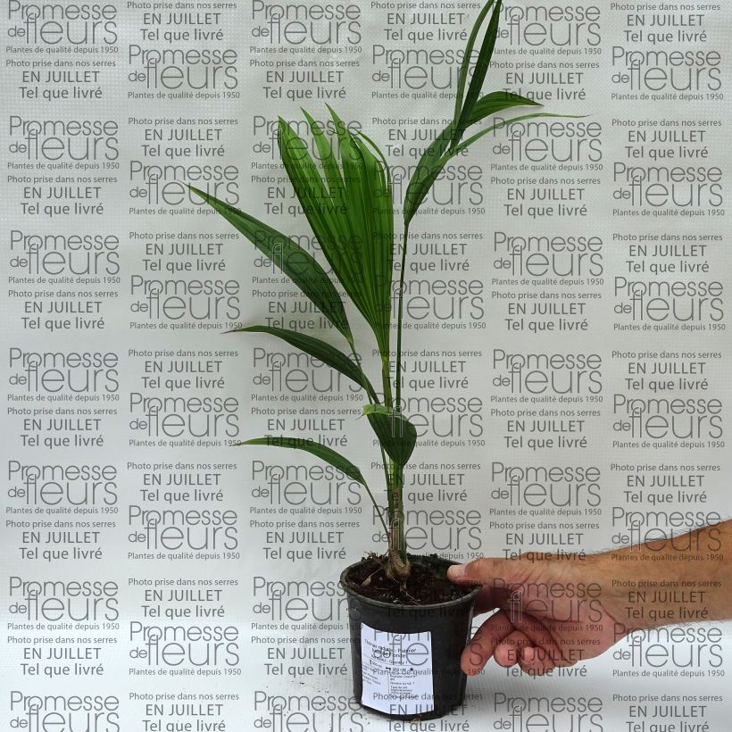 Exemplar von Thrinax radiata - Florida Dreizackpalme Topf 12 cm / 13 cm wie im Sommer geliefert