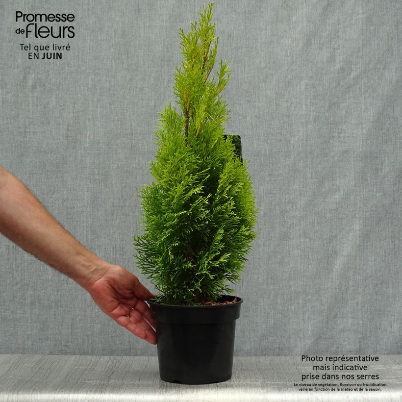Exemplar von Thuja occidentalis Golden Smaragd Topf mit 2L/3L wie im Sommer geliefert