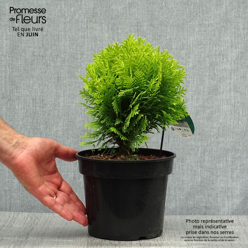 Exemplar von Thuja occidentalis Mirjam Topf mit 2L/3L wie im Sommer geliefert
