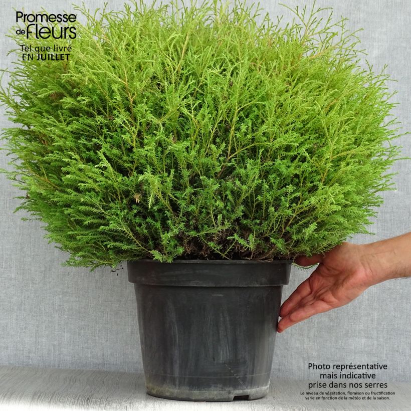 Exemplar von Thuja occidentalis Mr Bowling Ball Topf mit 7,5L/10L wie im Sommer geliefert
