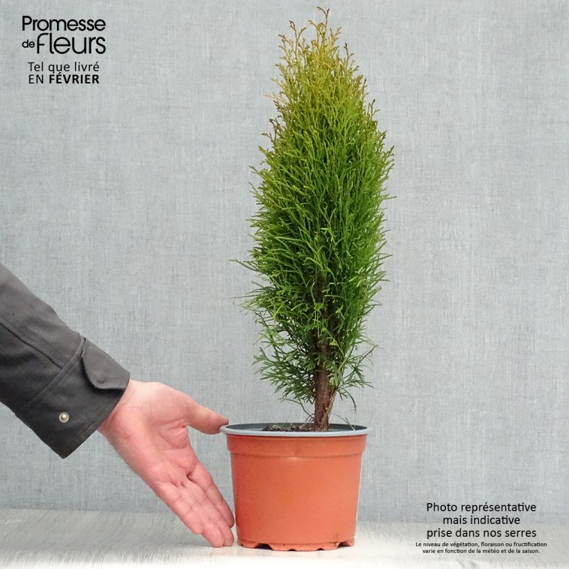 Exemplar von Thuja occidentalis Totem Smaragd Topf mit 2L/3L wie im Winter geliefert