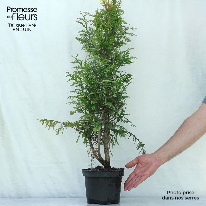 Exemplar von Thuja plicata Excelsa Topf mit 2L/3L wie im Sommer geliefert