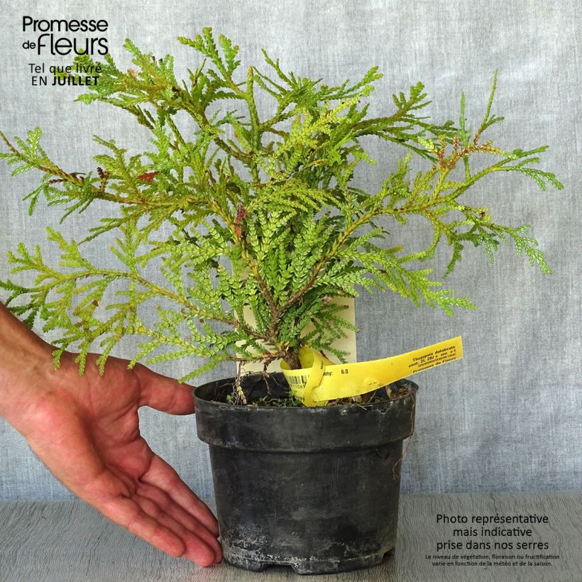Exemplar von Thujopsis dolobrata Topf mit 2L/3L wie im Sommer geliefert