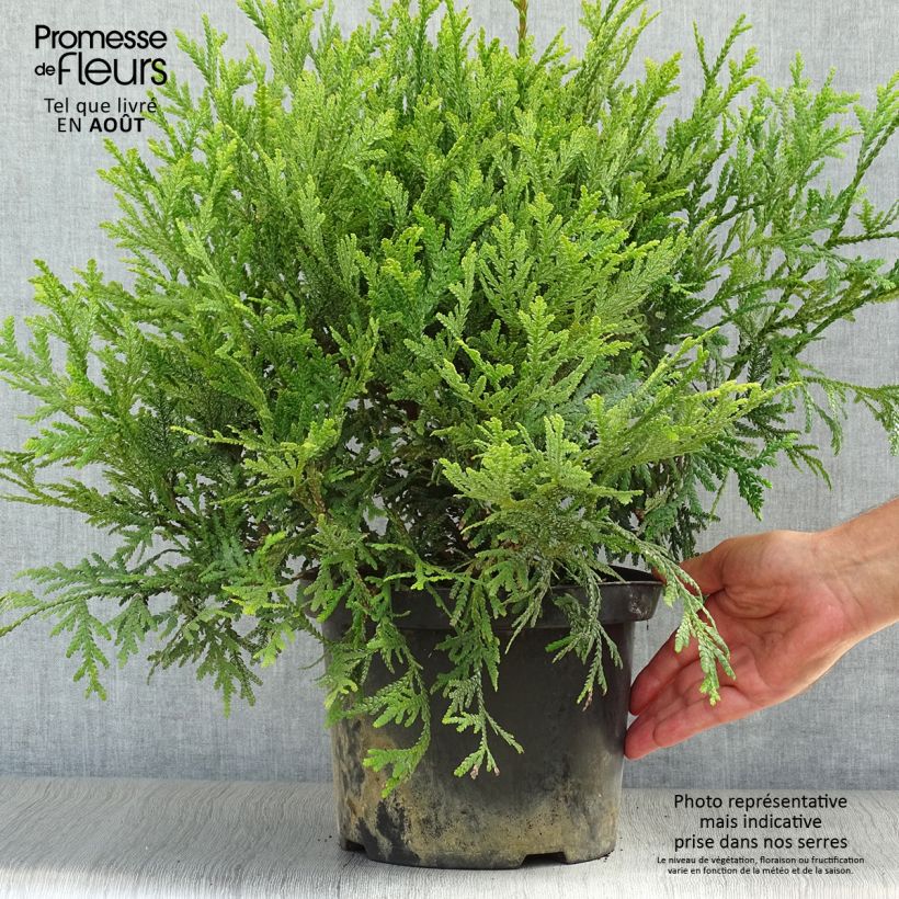 Exemplar von Thujopsis dolobrata Topf mit 4L/5L wie im Sommer geliefert
