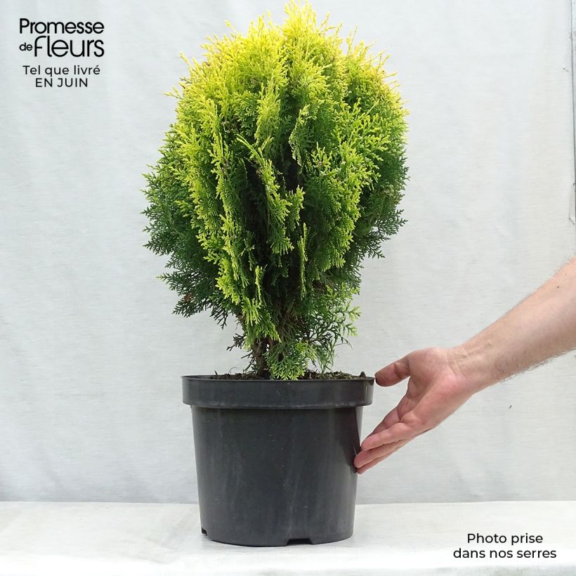 Exemplar von Platycladus orientalis Aurea Nana - Morgenländische Lebensbaum Topf mit 7,5L/10L wie im Sommer geliefert