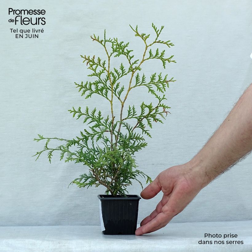 Exemplar von Thuja occidentalis Brabant Kleine Töpfe von 8/9 cm wie im Sommer geliefert