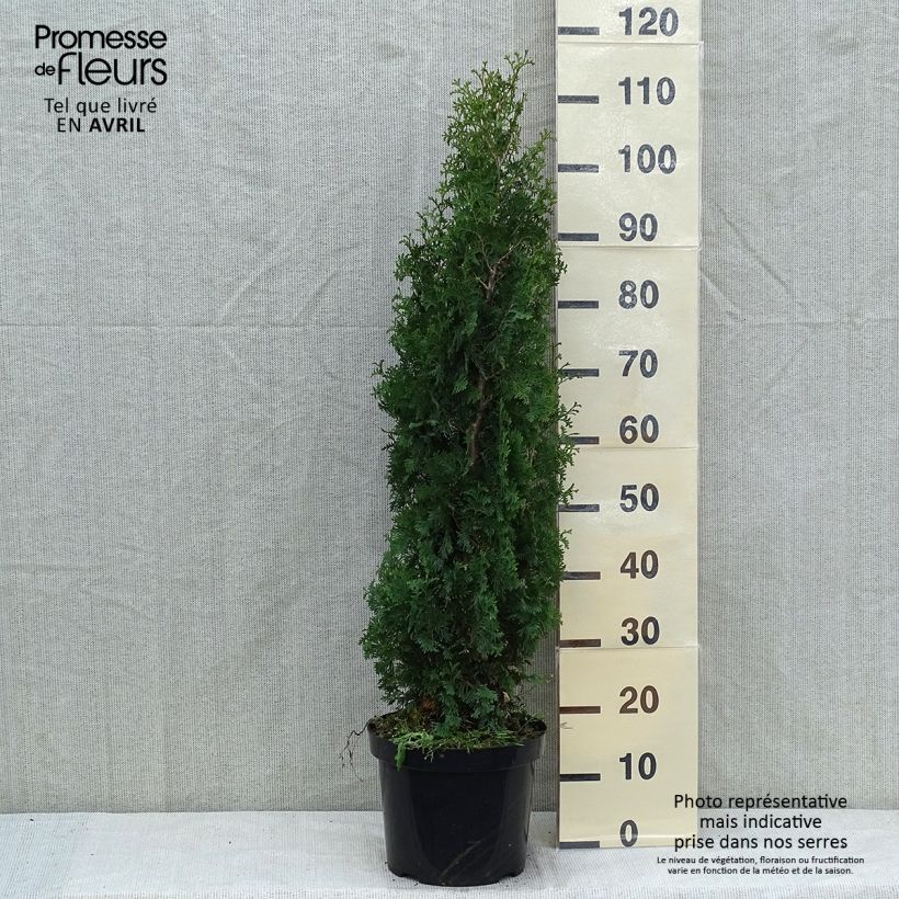 Exemplar von Thuja occidentalis Degroots Spire Topf mit 7,5L/10LGelieferte Höhe ca. 50/60cm wie im Frühjahr geliefert