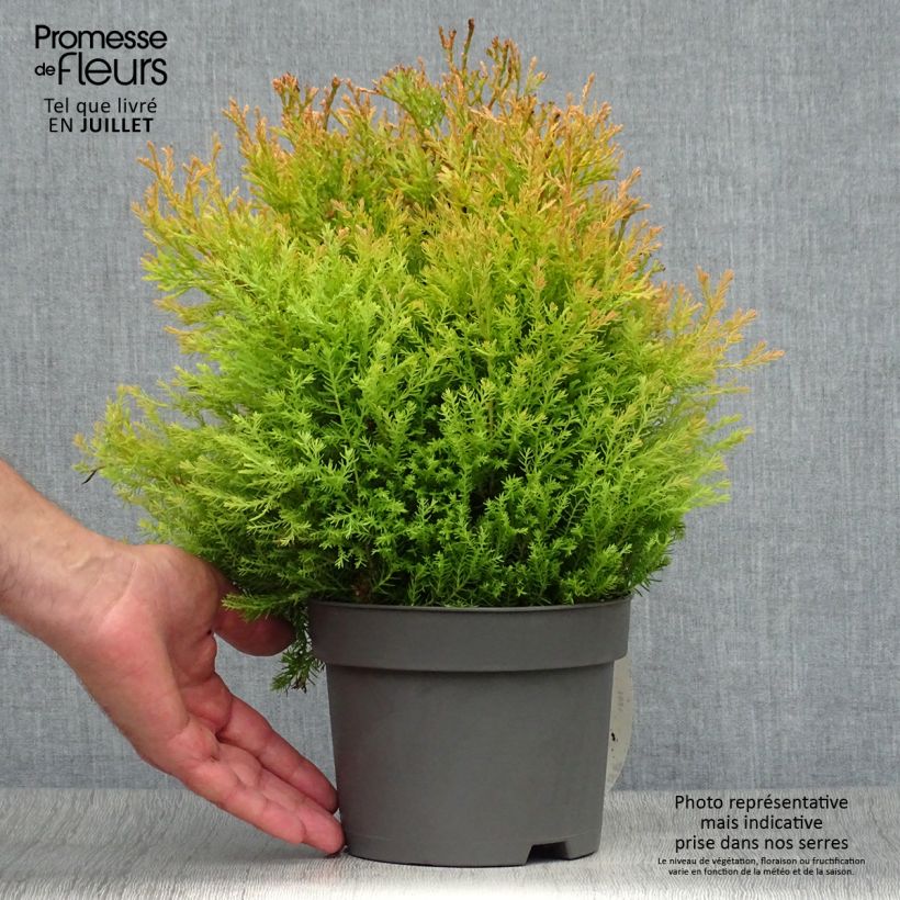 Exemplar von Thuja occidentalis Rheingold Topf mit 2L/3L wie im Sommer geliefert