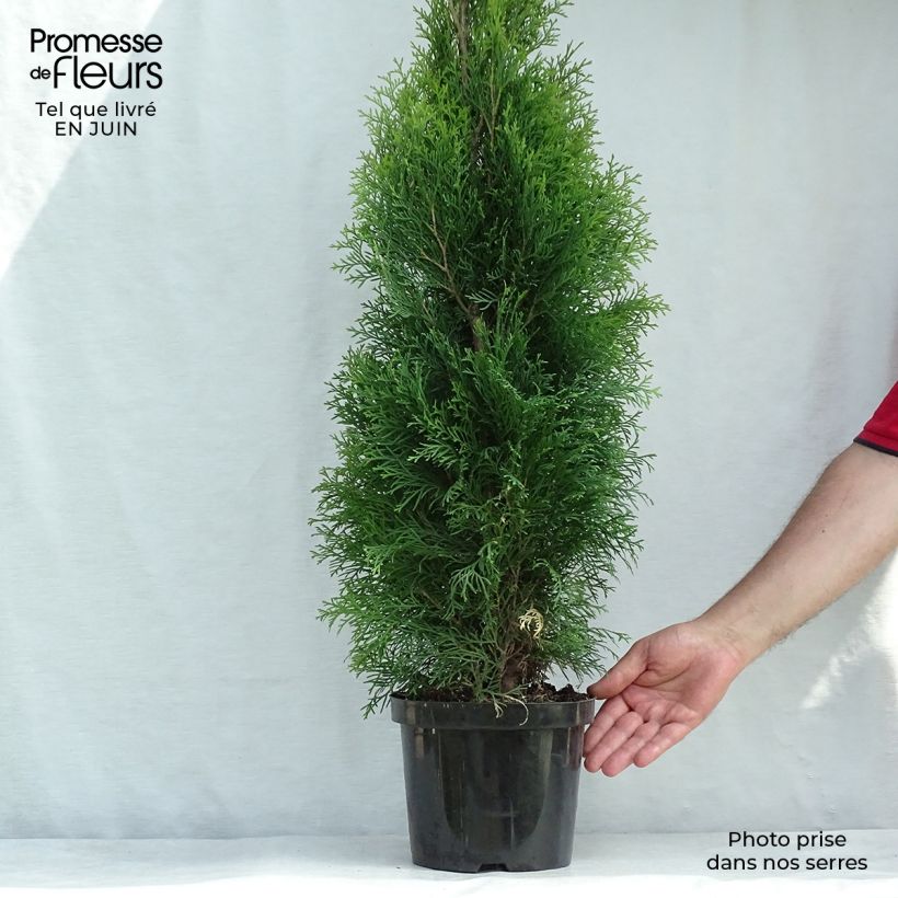 Exemplar von Thuja occidentalis Smaragd Topf mit 4L/5L wie im Sommer geliefert