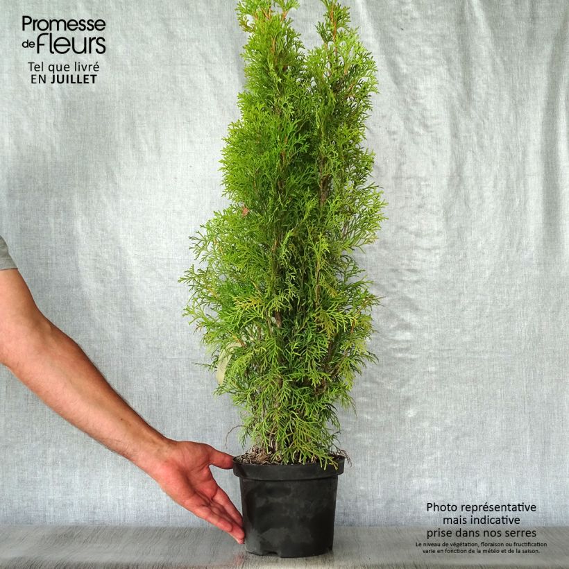 Exemplar von Thuja occidentalis Smaragd Topf mit 3L/4L wie im Sommer geliefert